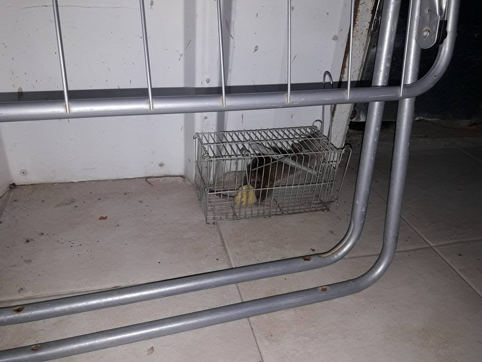 חולדה שנתפסה בשכונה א' (צילום: אביב דדון)